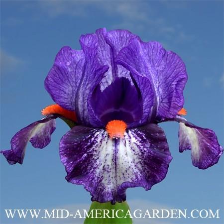 Photo of Standard Dwarf Bearded Iris (Iris 'Electrifying') uploaded by Calif_Sue