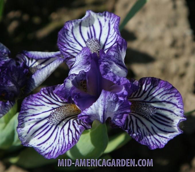 Photo of Standard Dwarf Bearded Iris (Iris 'Force Field') uploaded by Calif_Sue