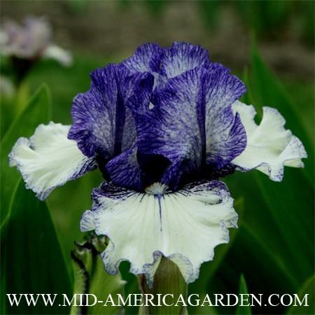Photo of Intermediate Bearded Iris (Iris 'Presto Change-O') uploaded by Calif_Sue