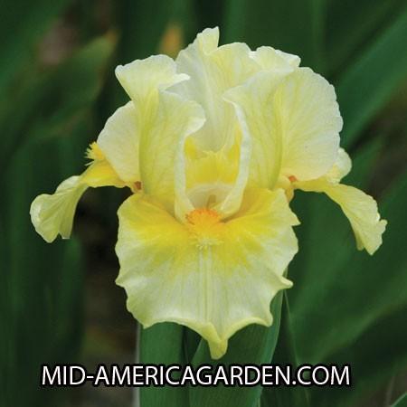 Photo of Standard Dwarf Bearded Iris (Iris 'Fun in the Sun') uploaded by Calif_Sue