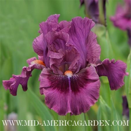 Photo of Intermediate Bearded Iris (Iris 'Pop Culture') uploaded by Calif_Sue