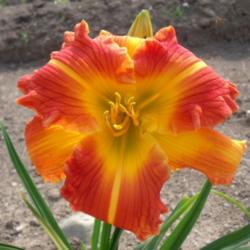 Location: Dreamy Daylilies - Chatham-Kent, Ontario   5b
Date: 08/14/2014
first bloom on a new cultivar for us
