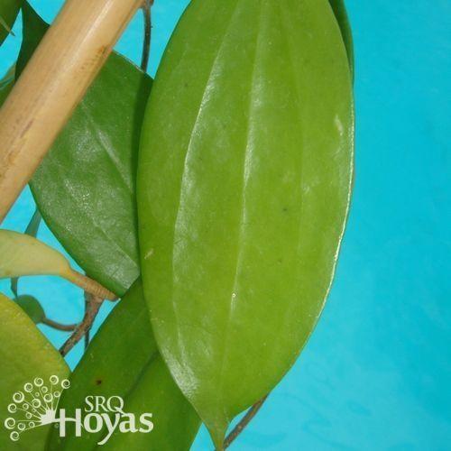Photo of Wax Plant (Hoya neoebudica) uploaded by SRQHoyas