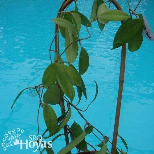 Photo of Wax Plant (Hoya neoebudica) uploaded by SRQHoyas