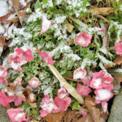 Location: My Gardens
Date: November 6, 2010
Blooms In Early Snow