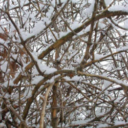 Location: My Gardens
Date: February 2006
After A Light Snow