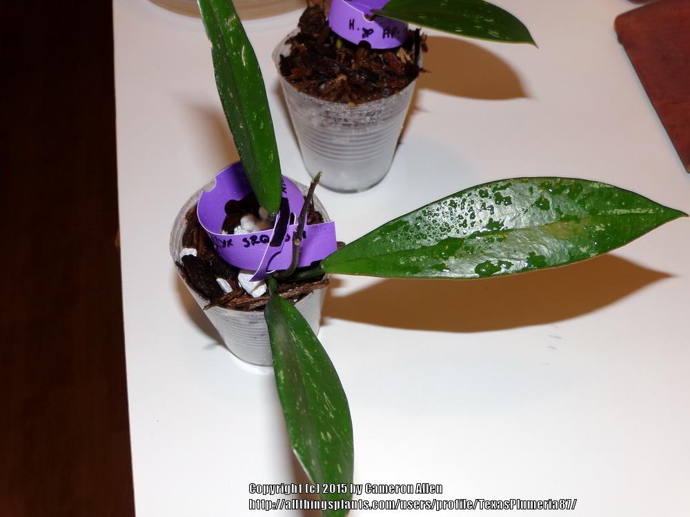 Photo of Wax Plant (Hoya pubicalyx 'Pink Silver') uploaded by TexasPlumeria87