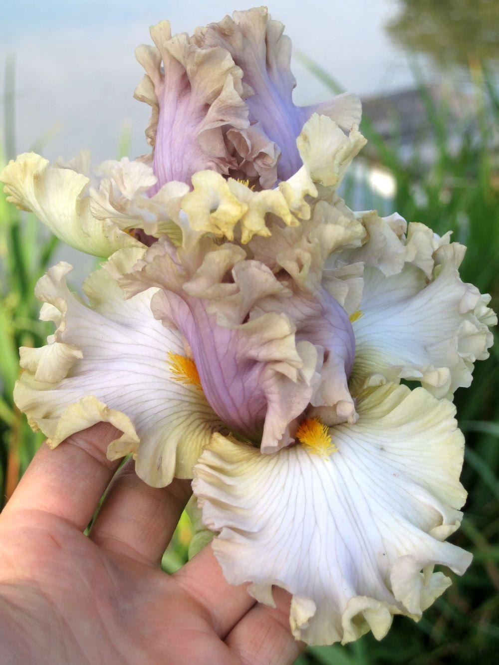 Photo of Tall Bearded Iris (Iris 'Colourable') uploaded by barashka