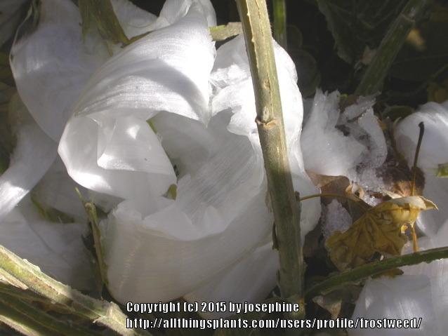 Photo of Frostweed (Verbesina virginica) uploaded by frostweed