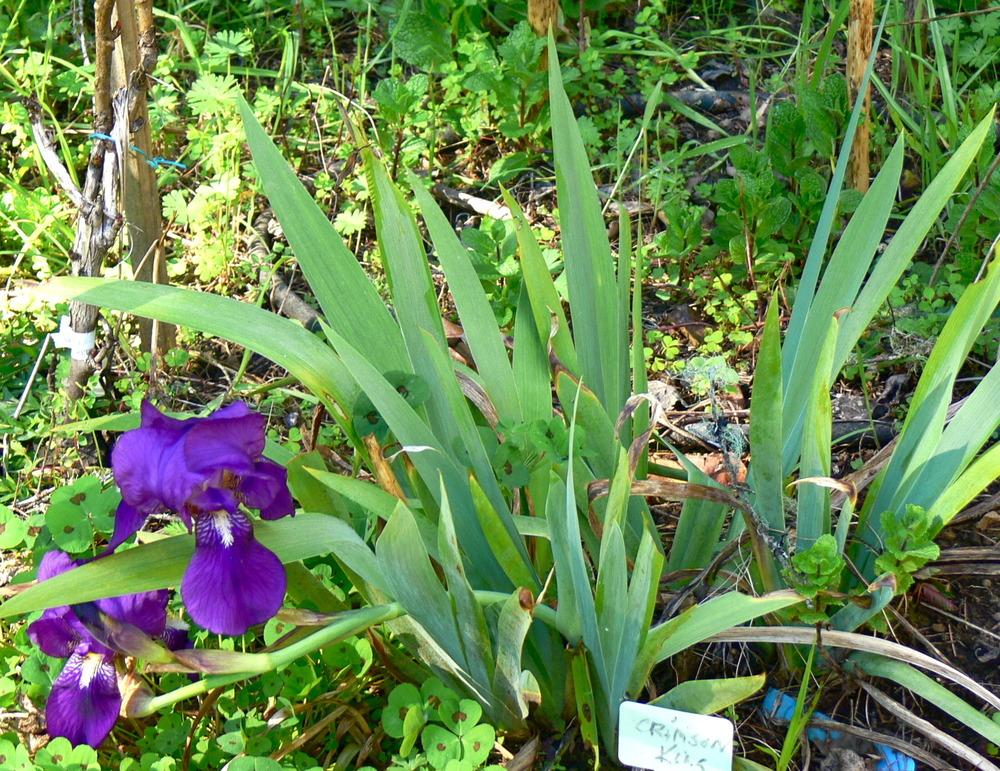 Photo of Intermediate Bearded Iris (Iris 'Crimson King') uploaded by janwax