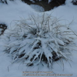 Location: My garden in N E Pa. 
Date: 2013-02-09
Mature plant in the winter.
