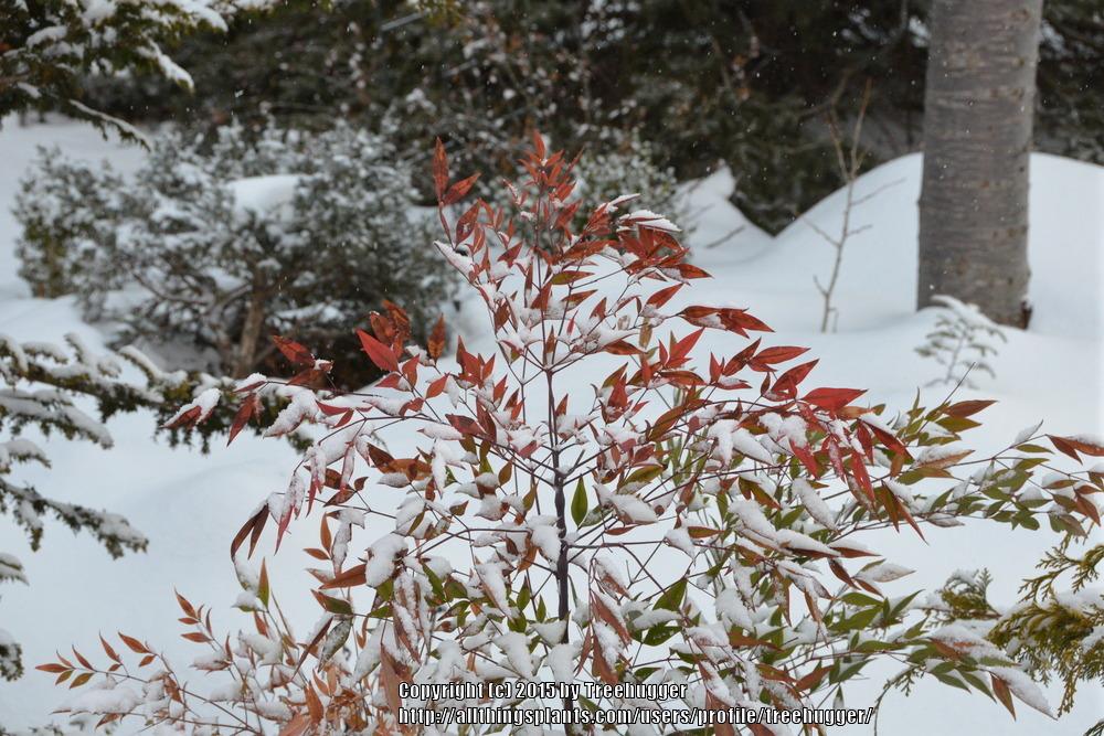 Photo of Heavenly Bamboos (Nandina domestica) uploaded by treehugger