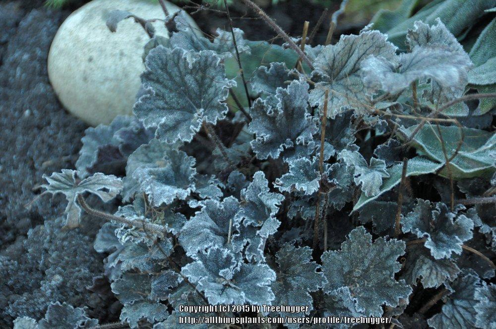 Photo of Coral Bells (Heuchera) uploaded by treehugger