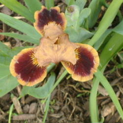Location: My Garden in Janesville, WI
Date: 2012-04-15