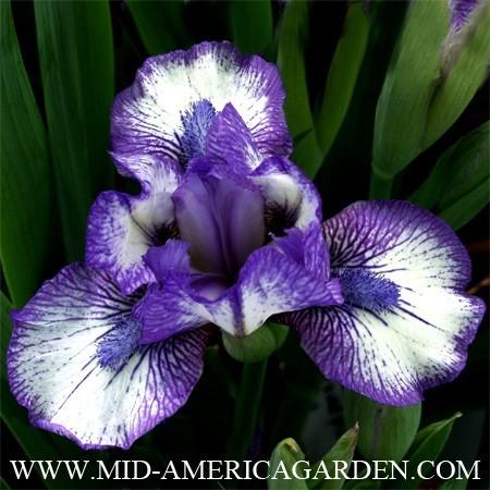 Photo of Standard Dwarf Bearded Iris (Iris 'Jellicle Cat') uploaded by Calif_Sue