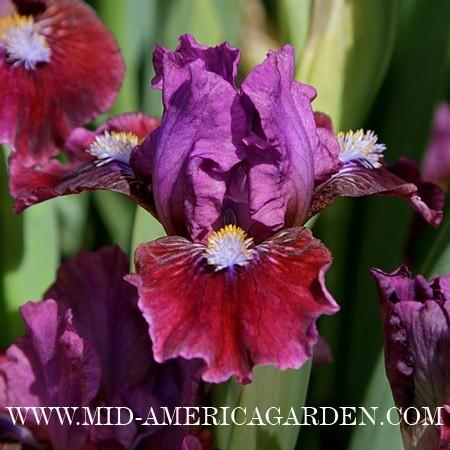 Photo of Standard Dwarf Bearded Iris (Iris 'Jeopardy') uploaded by Calif_Sue