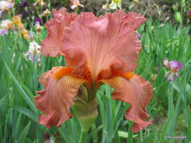 Photo of Tall Bearded Iris (Iris 'Copper Classic') uploaded by MargieNY