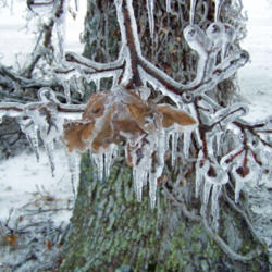 Location: My Yard Central Indiana
Date: December 19, 2008
Ice Storm Damage