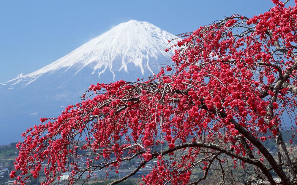 Photo of Japanese Flowering Cherry (Prunus serrulata) uploaded by admin