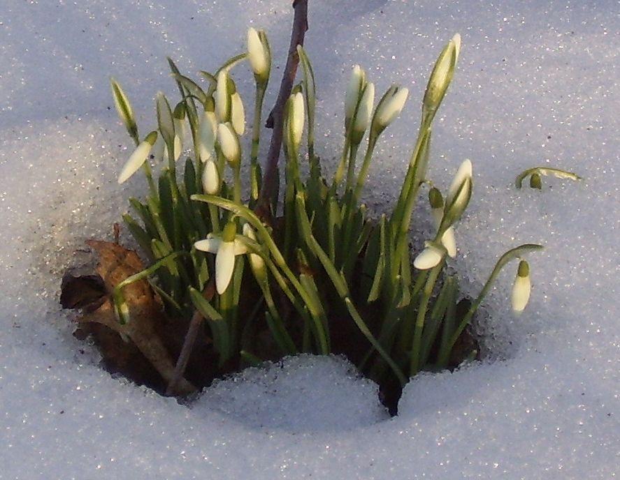 Photo of Snowdrop (Galanthus nivalis) uploaded by admin