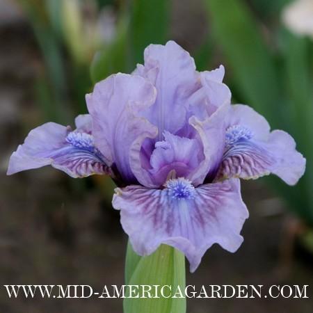Photo of Standard Dwarf Bearded Iris (Iris 'Lab') uploaded by Calif_Sue
