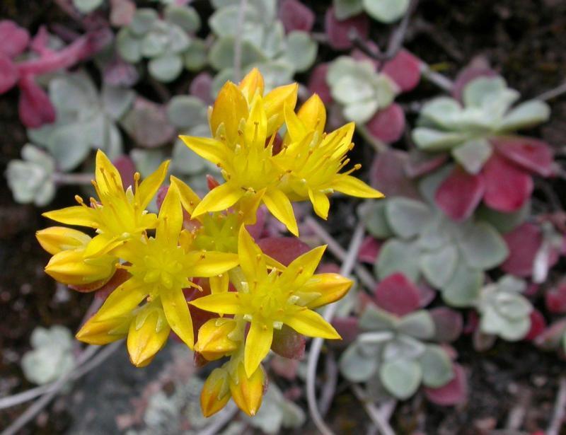 Photo of Pacific Stonecrop (Sedum spathulifolium) uploaded by Calif_Sue