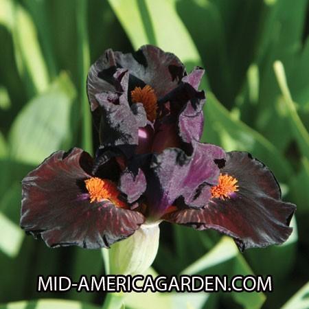 Photo of Standard Dwarf Bearded Iris (Iris 'Matador's Cape') uploaded by Calif_Sue