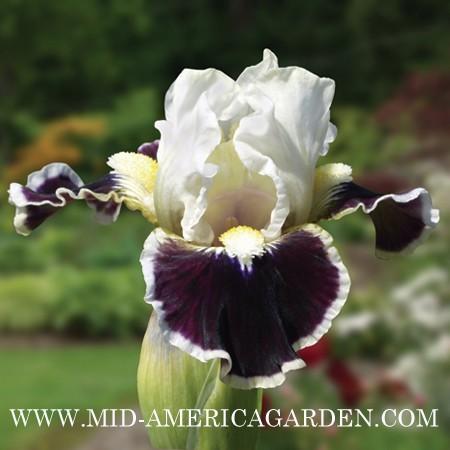 Photo of Standard Dwarf Bearded Iris (Iris 'Nine Lives') uploaded by Calif_Sue