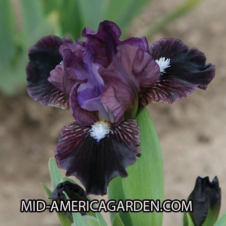 Photo of Miniature Dwarf Bearded Iris (Iris 'Black Olive') uploaded by Calif_Sue