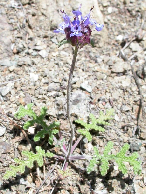 Photo of Chia (Salvia columbariae) uploaded by Calif_Sue