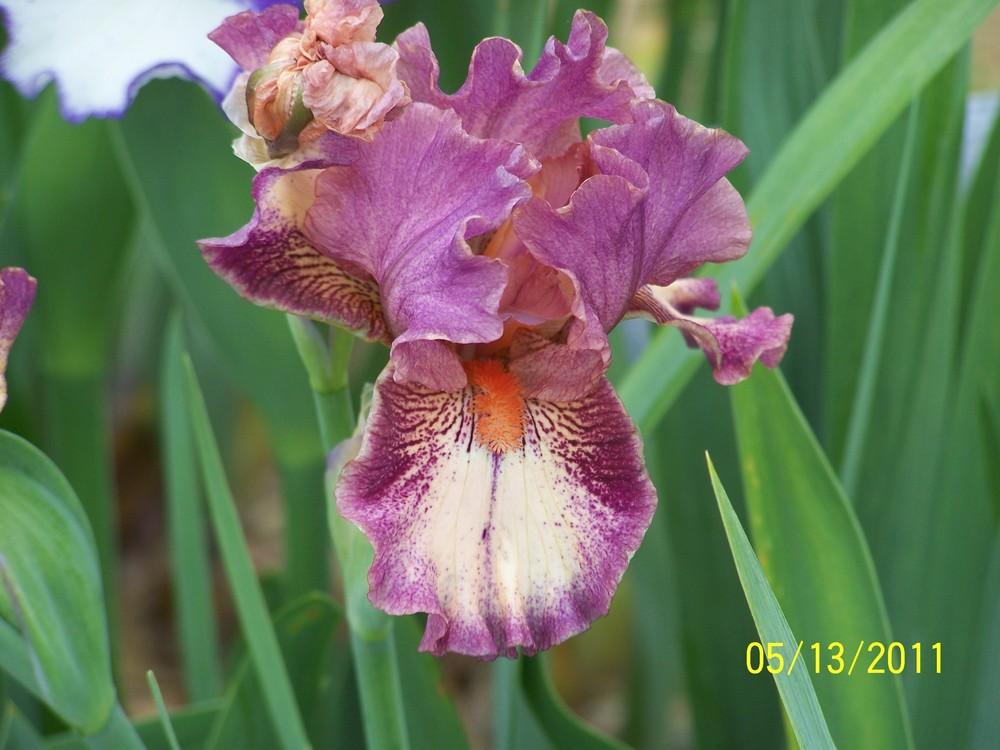 Photo of Intermediate Bearded Iris (Iris 'Cashmere Rose') uploaded by Misawa77