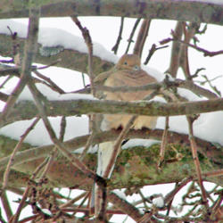 Location: My Gardens
Date: March 2, 2014
A Mourning Dove Finds Shelter