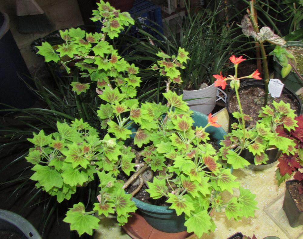 Photo of Zonal Geranium (Pelargonium x hortorum 'Vancouver Centennial') uploaded by jmorth
