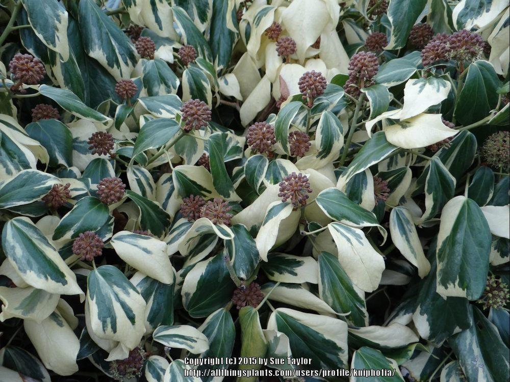 Photo of Variegated Algerian Ivy (Hedera algeriensis 'Gloire de Marengo') uploaded by kniphofia