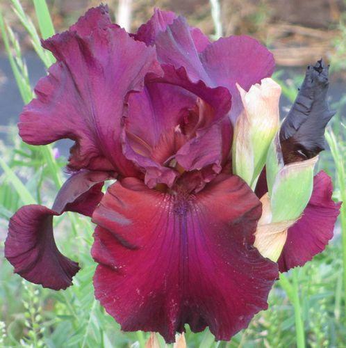 Photo of Tall Bearded Iris (Iris 'Big Apple') uploaded by Calif_Sue