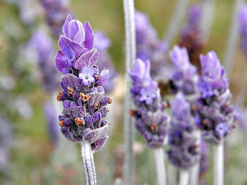 Photo of Lavenders (Lavandula) uploaded by Calif_Sue