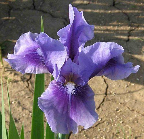 Photo of Intermediate Bearded Iris (Iris 'Bedtime Story') uploaded by Calif_Sue