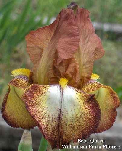 Photo of Tall Bearded Iris (Iris 'Belvi Queen') uploaded by Calif_Sue