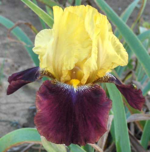 Photo of Tall Bearded Iris (Iris 'Blatant') uploaded by Calif_Sue
