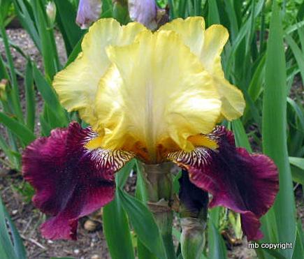Photo of Tall Bearded Iris (Iris 'Blatant') uploaded by MargieNY