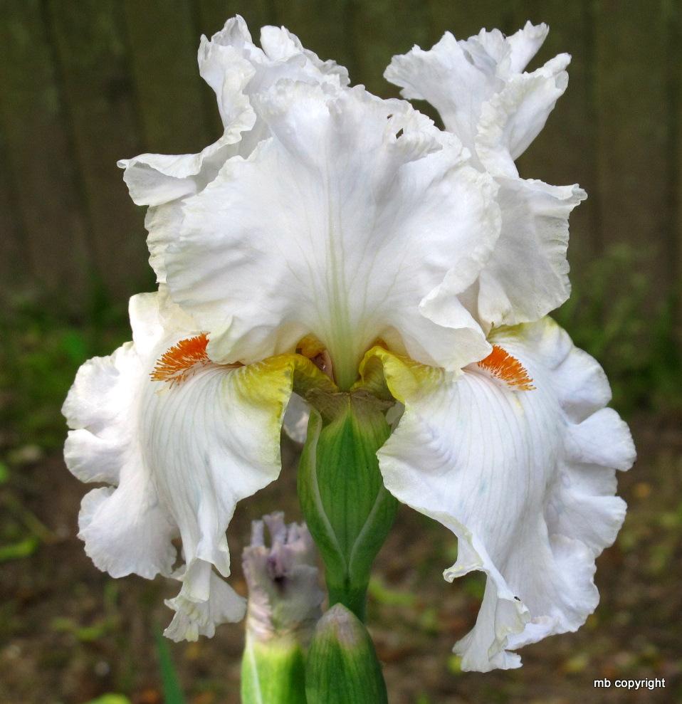 Photo of Tall Bearded Iris (Iris 'Casting Crowns') uploaded by MargieNY