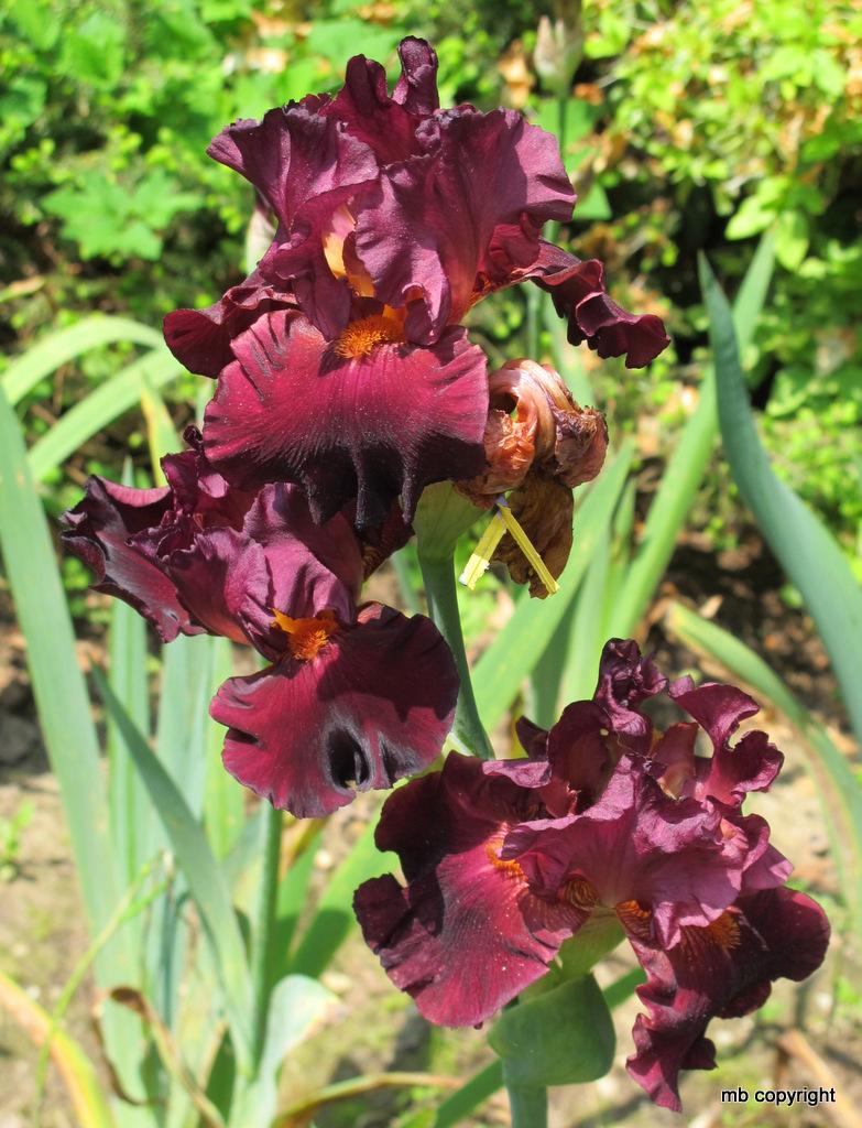 Photo of Tall Bearded Iris (Iris 'Bohemian Garnets') uploaded by MargieNY