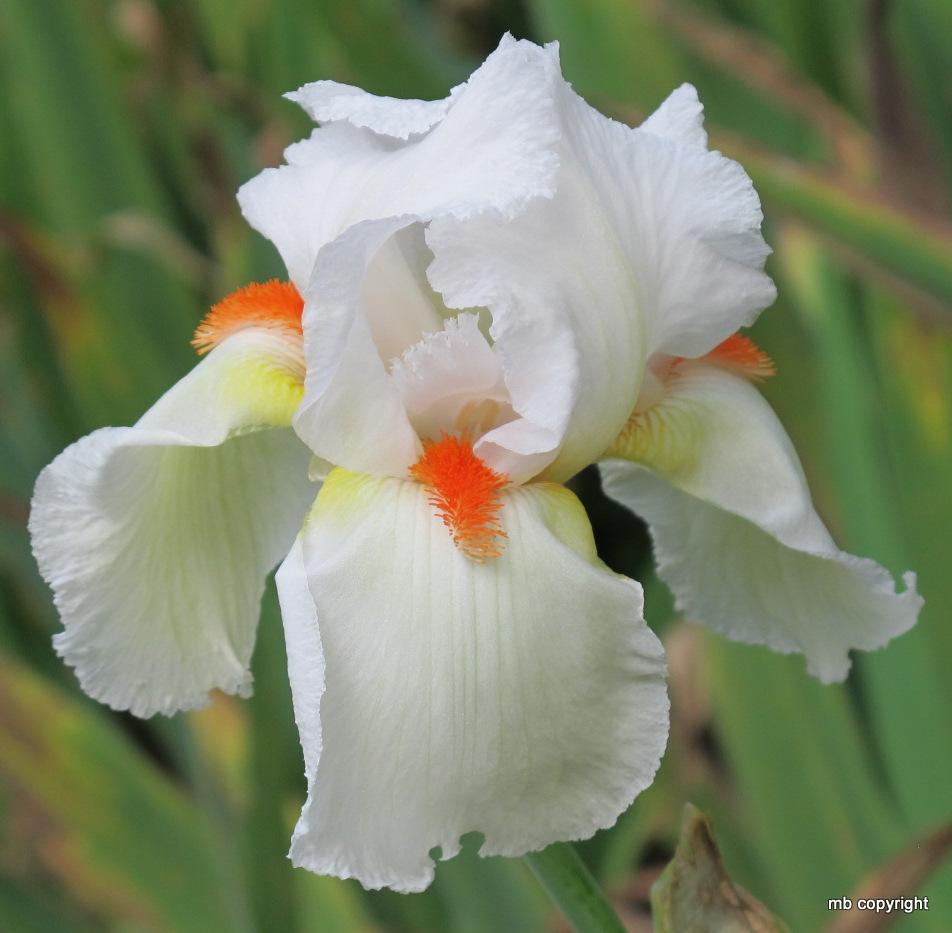 Photo of Tall Bearded Iris (Iris 'Christmas Time') uploaded by MargieNY