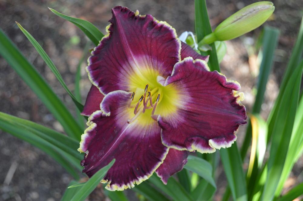 Photo of Daylily (Hemerocallis 'Violet Becomes You') uploaded by delmartine