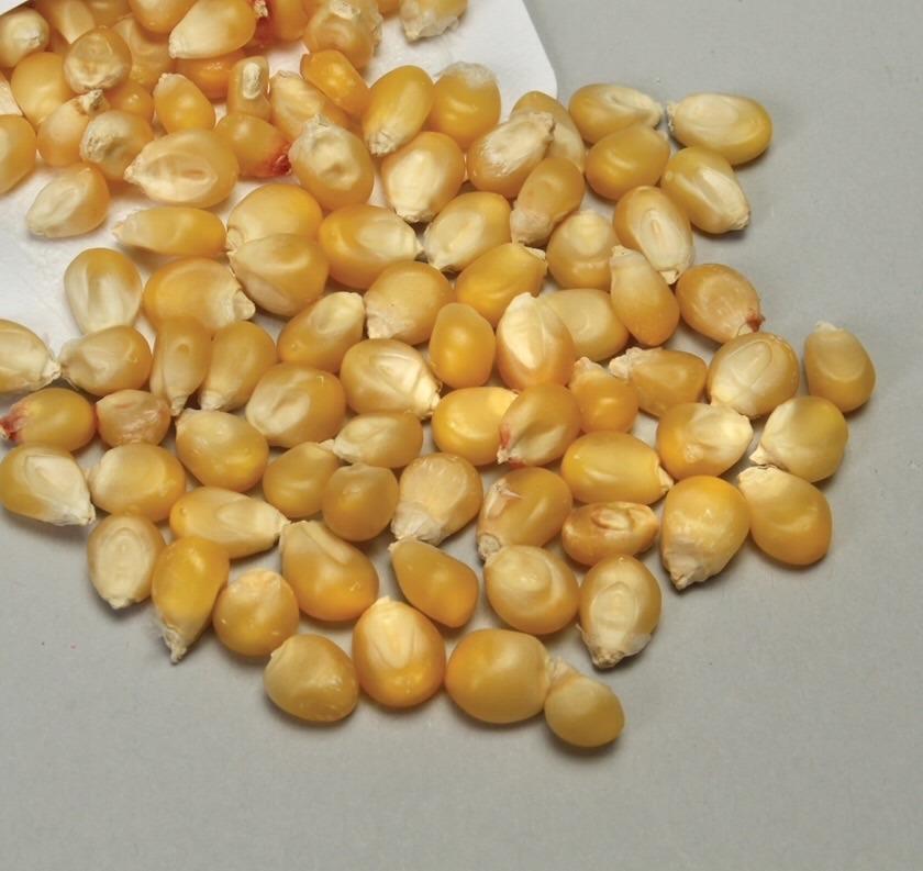 Photo of Corn (Zea mays subsp. mays) uploaded by keithp2012