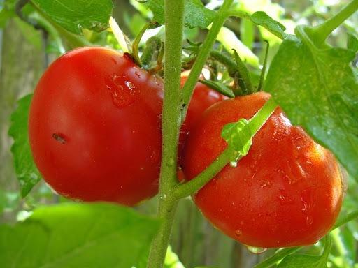 Photo of Tomato (Solanum lycopersicum 'Ailsa Craig') uploaded by keithp2012