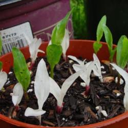 
Albino and normal seedlings from same corn ear