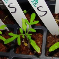 
Yellow-green seedlings to left and right, green seedling in the m