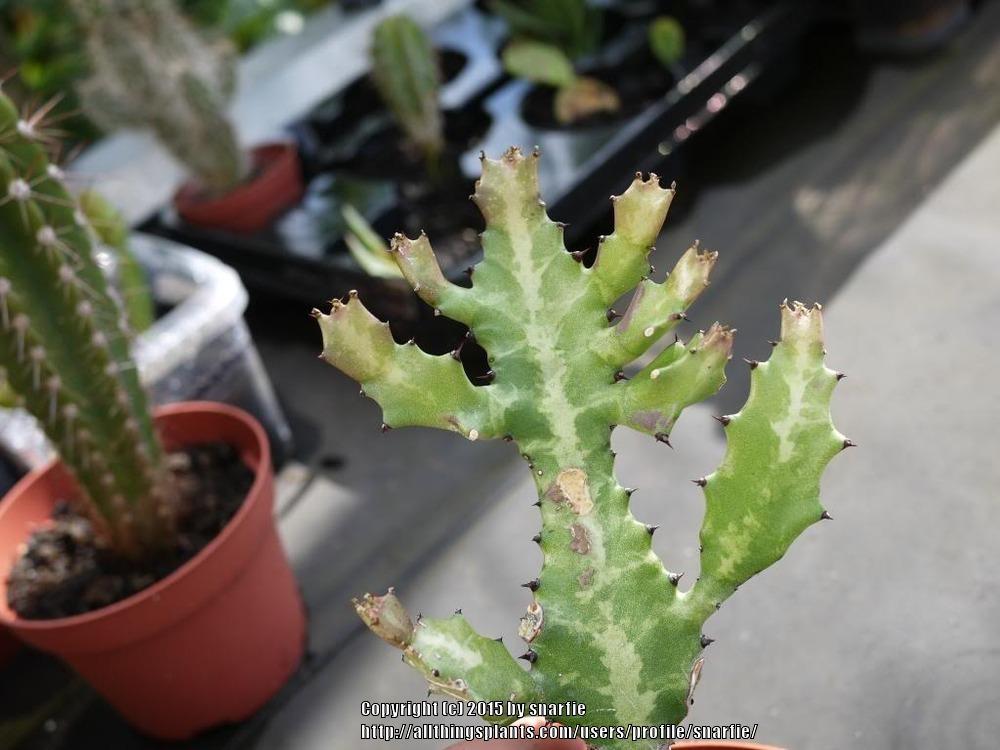 Photo of Candelabra Plant (Euphorbia lactea) uploaded by snarfie