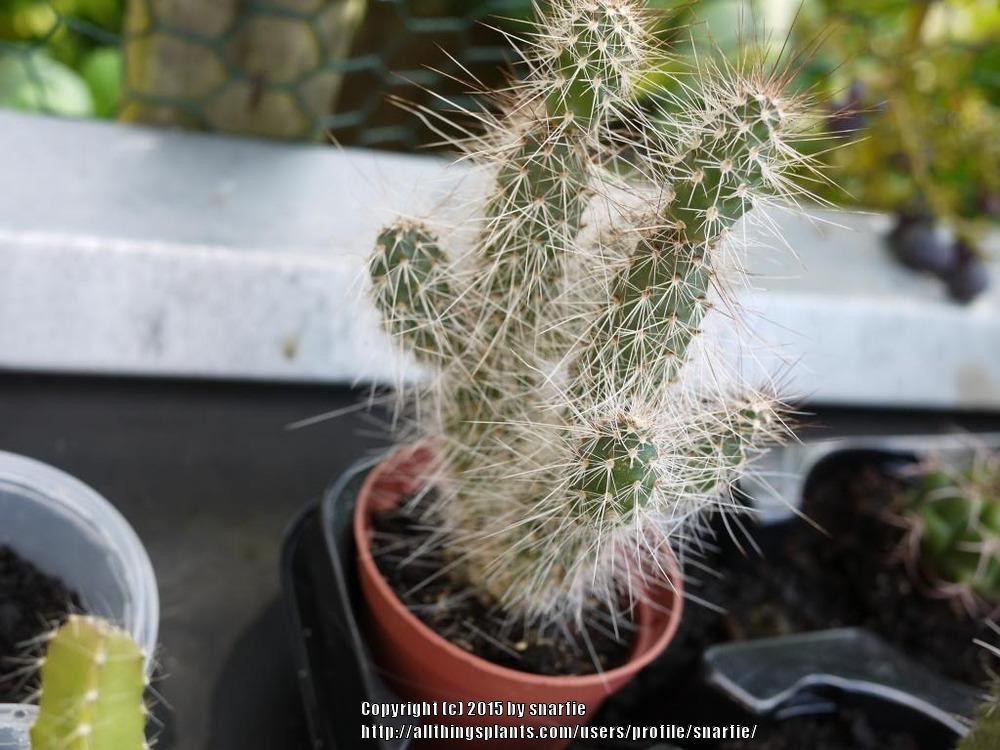 Photo of Cane Cholla (Cylindropuntia imbricata subsp. spinosior) uploaded by snarfie